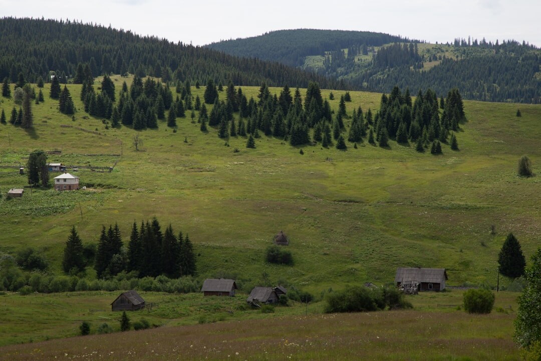 Maglovita šumska staza u hrvatskom krajoliku u zoru