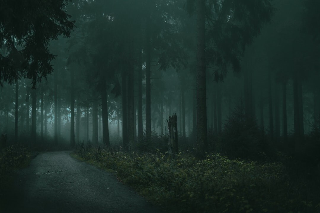 dark foggy forest at night
